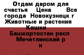 Отдам даром для счастья. › Цена ­ 1 - Все города, Новокузнецк г. Животные и растения » Кошки   . Башкортостан респ.,Мечетлинский р-н